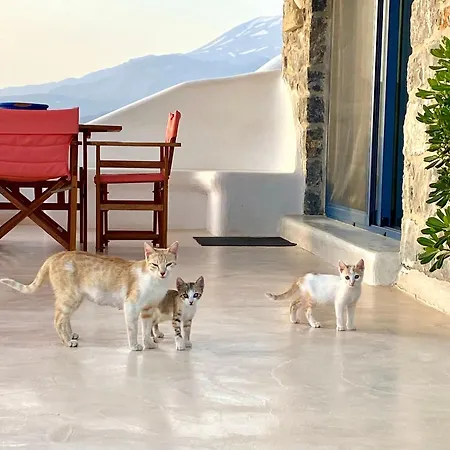 Villa Stelani &